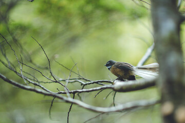 New Zealand fantail, Nelson Lakes National Park