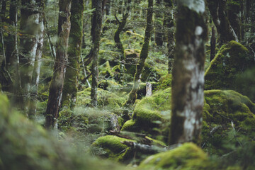 Cascade Track on Nelson Lakes National Park, New Zealand