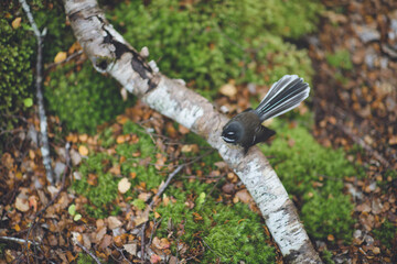 New Zealand fantail, Nelson Lakes National Park