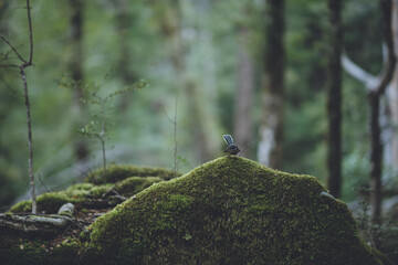 New Zealand fantail, Nelson Lakes National Park
