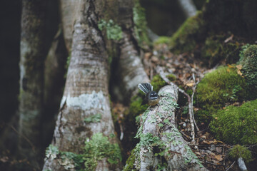 New Zealand fantail, Nelson Lakes National Park