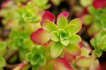 Echeveria elegans the Mexican snow ball. Beautiful Succulent with tight rosettes. Colorful Echeveria plants. Botanical concept.