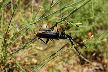 bug on the grass