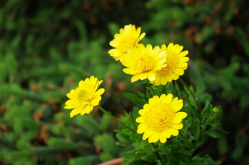 Beautiful blooming yellow flowers in the garden. Floral background close up outdoors with green leaves.