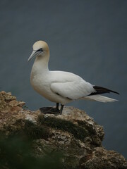 northern gannet (morus bassanus) stood on cliff top during breeding season