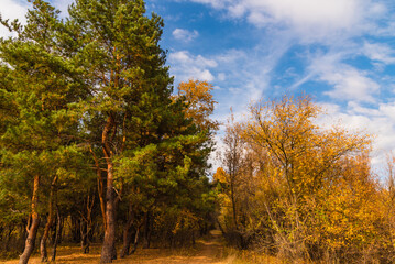 Beautiful autumn forest landscape - pine grove and undergrowth with deciduous trees with yellow on a sunny warm day