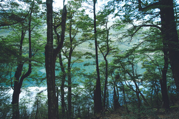 Obraz premium Lakeside Track on Nelson Lakes National Park, New Zealand
