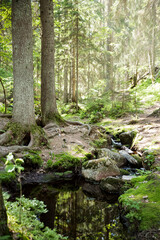 Nuuksio National Park, Finland. Sunny summer day in forest. Beautiful spring water running in rocks. 