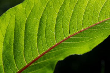 Blatt Nahaufnahme Makro Struktur Adern grün leuchtend Gegenlicht selektive Schärfe Pflanze HIntergrund rot Kontrast Chlorophyll Frühling Symbol Leben Stiel  Rand Bogen Transparent transluzent Sonne 