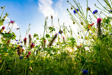Blumenwiese Wildblumen Blüten Froschperspektive von unten Weitwinkel Klatschmohn Kornblume...