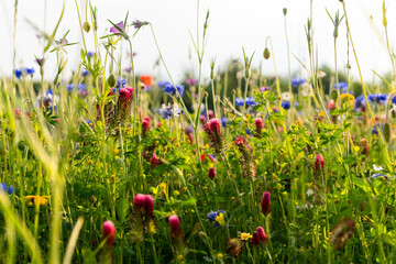 Blumenwiese Wildblumen Blüten Froschperspektive von unten Weitwinkel Klatschmohn Kornblume Wildblumen Himmel Sonne Licht Gräser Inkarnat-Klee Grün Kontrast Sommer Mai Juni Hintergrund bunt blau gelb 