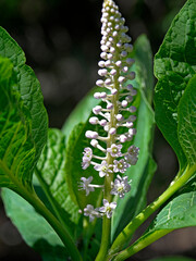 Inflorescences of a plant called American Scarlet found in the Biała River valley in the city of Białystok in Podlasie, Poland.