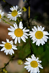 Fototapeta premium Inflorescences of a plant called Rumian, commonly found on roadside roads in Podlasie in Poland.