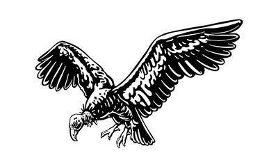California condor