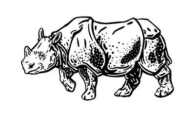 Javan rhinoceros