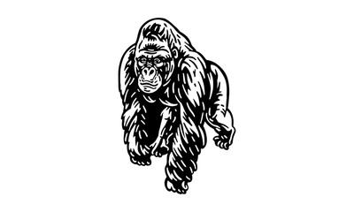 Mountain gorilla © Janja