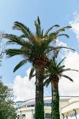 Two date palms grow near the house against the blue sky