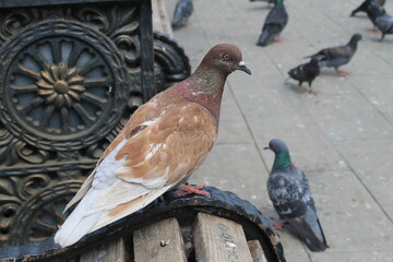 pigeons in the park