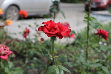 red roses in a garden
