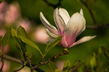 Fototapeta premium pink magnolia blossom