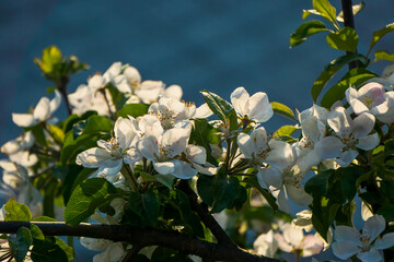white cherry blossom
