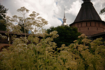 Valerian flowers (Valerian officinalis) in Spaso-Efimiev Monastery herb garden in Suzdal, Russia.  - obrazy, fototapety, plakaty