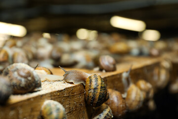 Many snails crawling on wooden stand indoors, closeup
