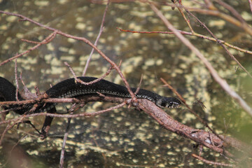 Vipera berus or a common European adder snake crawling on the tree branches