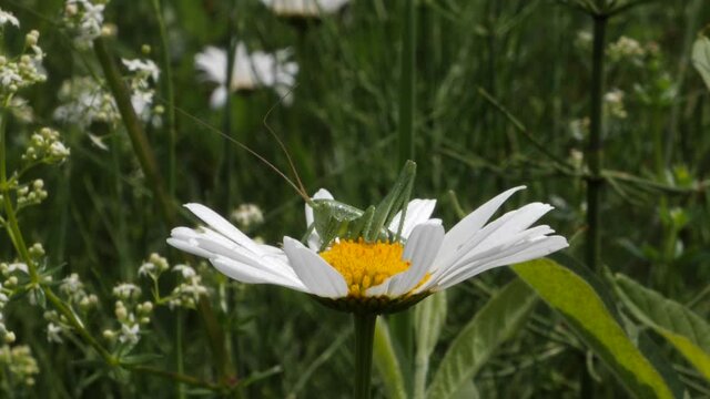 Medium shot green leafhopper resting on a daisy flower.