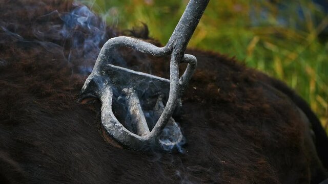 Livestock branding on a young camargue bull, south of France