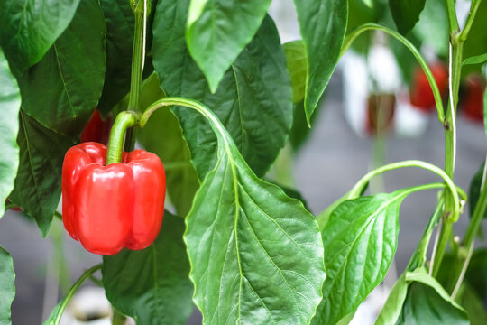 Capsicum annuum close up or  fresh red bell peppers hanging on tree in organic vegetable farm background