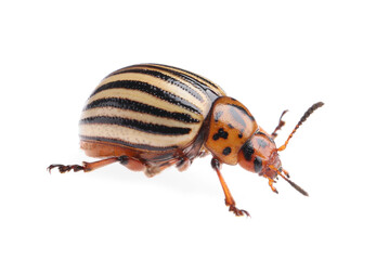 One colorado potato beetle isolated on white