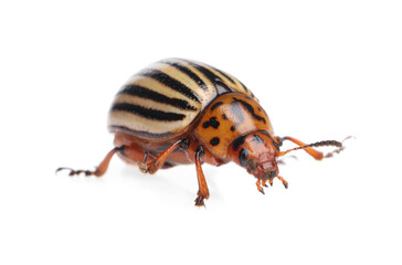 One colorado potato beetle isolated on white
