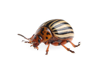 One colorado potato beetle isolated on white