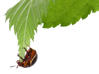 Colorado potato beetle on green leaf against white background