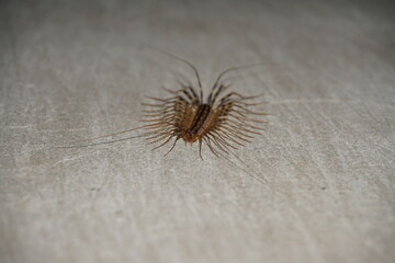 Scutigera coleoptrata on a house wall, house centipede