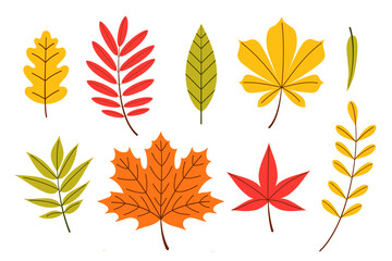 Autumn Leaves Set, vector Illustration in flat cartoon style