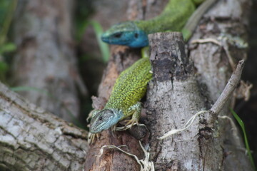 European green lizard couple in the wilderness