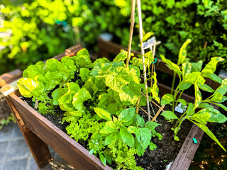Hochbeet mit frischen Gemüse im Garten