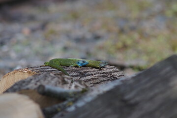 European green lizard couple in the wilderness