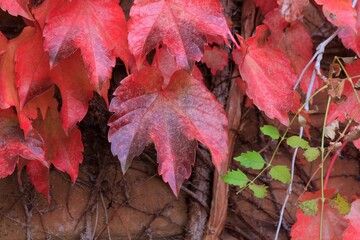 red autumn leaves on a colorful vine in Hutchinson Kansas USA.
