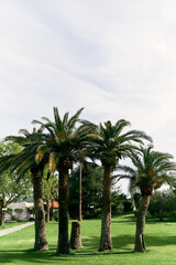 Fototapeta na wymiar Date palms on a green lawn against a blue sky
