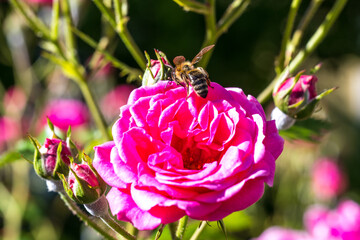 Blühende Rosen mit Biene