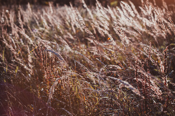 Autumn wild grass on a meadow in the rays of the golden hour sun. Seasonal romantic artistic vintage autumn field landscape wildlife background with morning sunlight