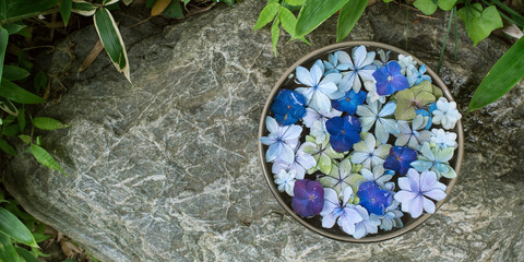 Hydrangea flower petals floating in bowl of water at Japanese garden　アジサイの花手水 鎌倉の一条恵観山荘