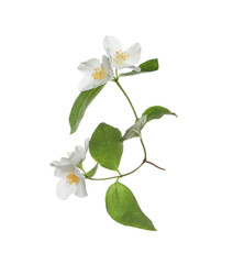 Naklejka na ściany i meble Beautiful flowers of jasmine plant with leaves on white background