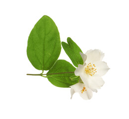 Beautiful flowers of jasmine plant with leaves on white background