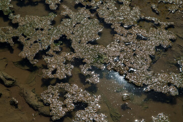 A shallow pond with mud warmed by the sun. The habitat and breeding ground for frogs.