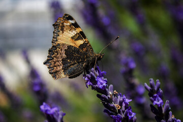 butterfly on a flower