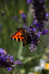 Obraz premium butterfly on flower